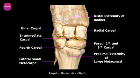 • The distal row comprises of the 4th <b>carpal</b> <b>bone</b>, 3rd <b>carpal</b> <b>bone</b> and 2nd <b>carpal</b> <b>bone</b>. . Accessory carpal bone horse function